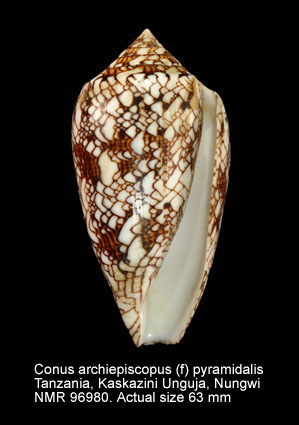 Conus archiepiscopus (f) pyramidalis.jpg - Conus archiepiscopus (f) pyramidalis Lamarck,1810